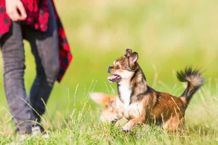 chihuahua in grass playing with person