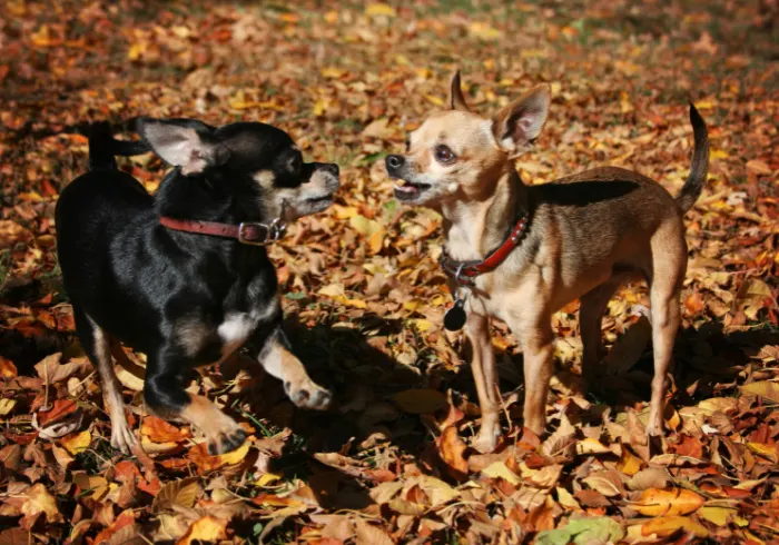 2 deer head chihuahuas playing in fall leaves outside