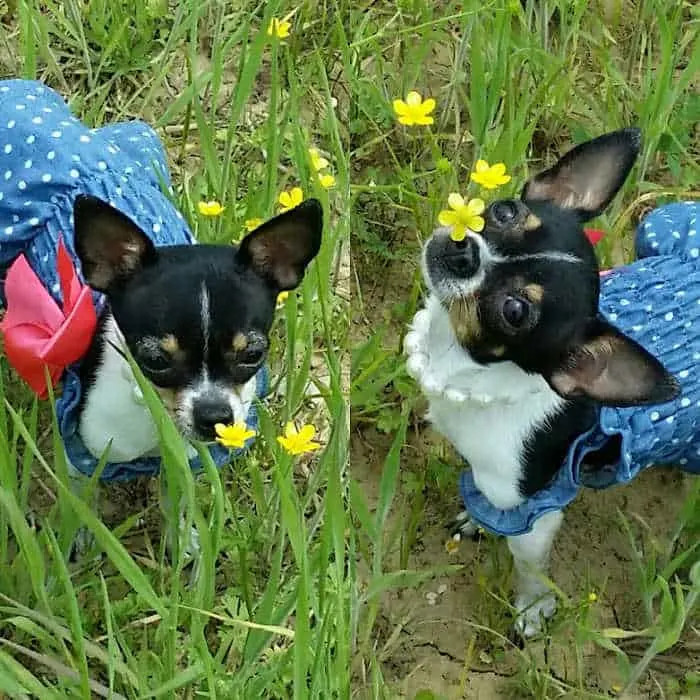 2 chihuahua dogs wearing dresses in grass and flowers