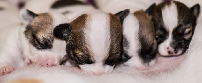 4 newborn chihuahua puppies