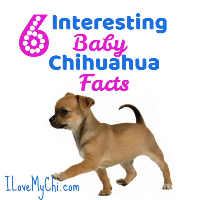 Facts About Deer Head Chihuahuas | I Love My Chi