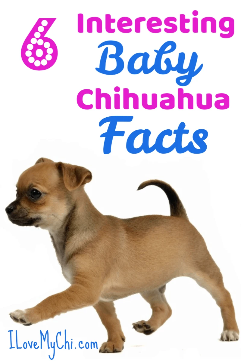 8 Interesting Baby Chihuahua Facts I Love My Chi 8 Interesting Baby Chihuahua Facts I