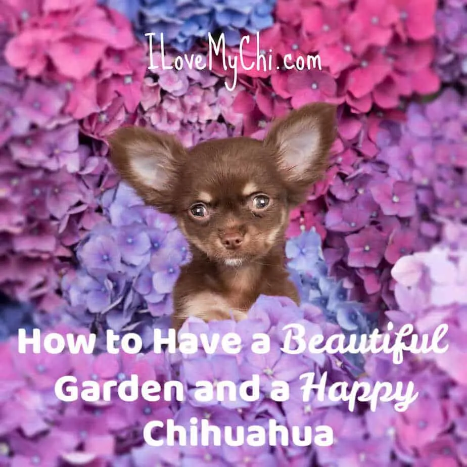 chocolate chihuahua puppy sitting in flowers