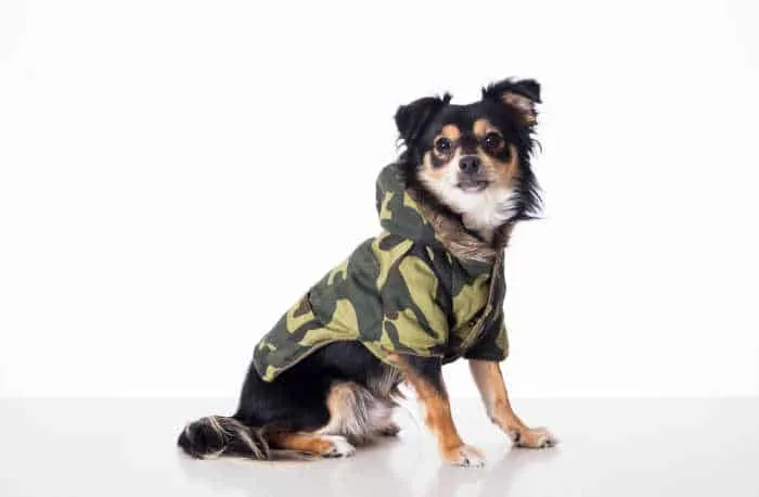 Chihuahua in military jacket.