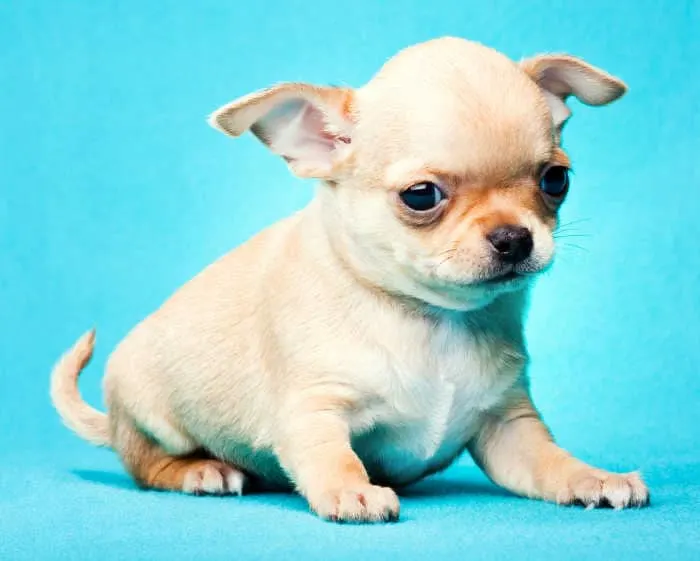 cute cream chihuahua puppy on blue background