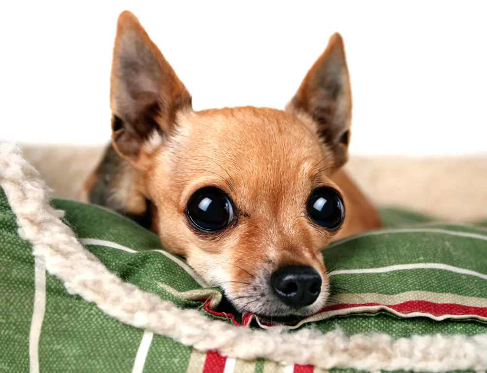 deer head fawn chihuahua on green dog bed