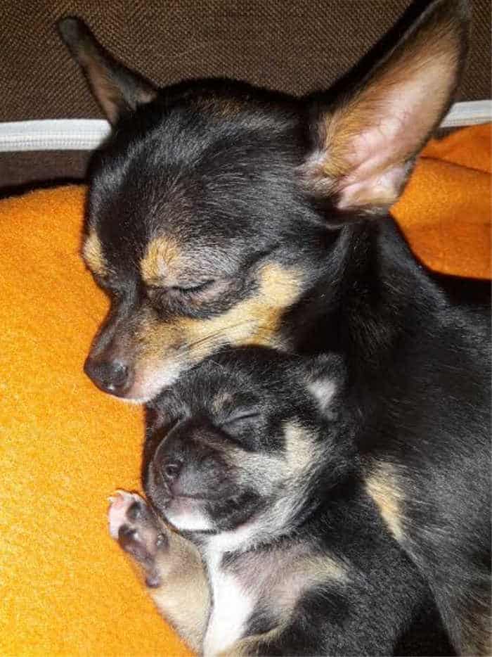 Black And Tan Applehead Chihuahua - Ziongrc
