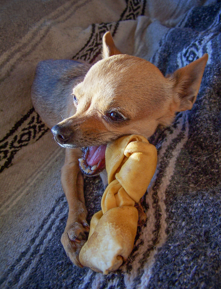 fawn deerhead chihuahua chewing on dog treat