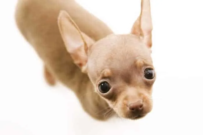 Fawn chi puppy looking up.