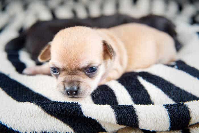 iny fawn chihuahua