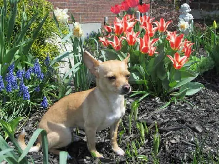 chihuahua sitting in flower bed