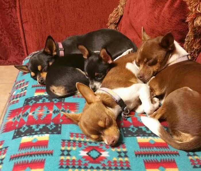 group of deer head chihuahuas