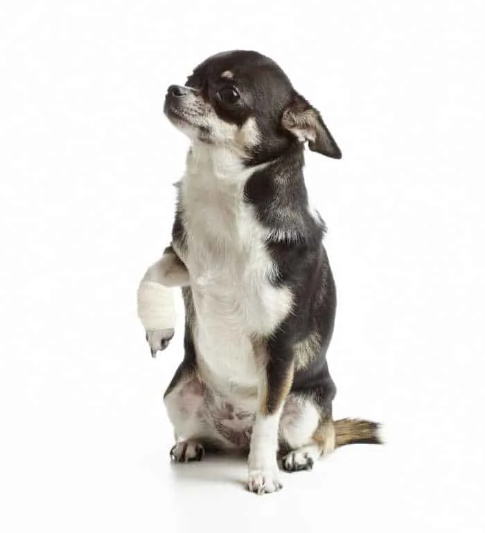 chihuahua with hurt leg