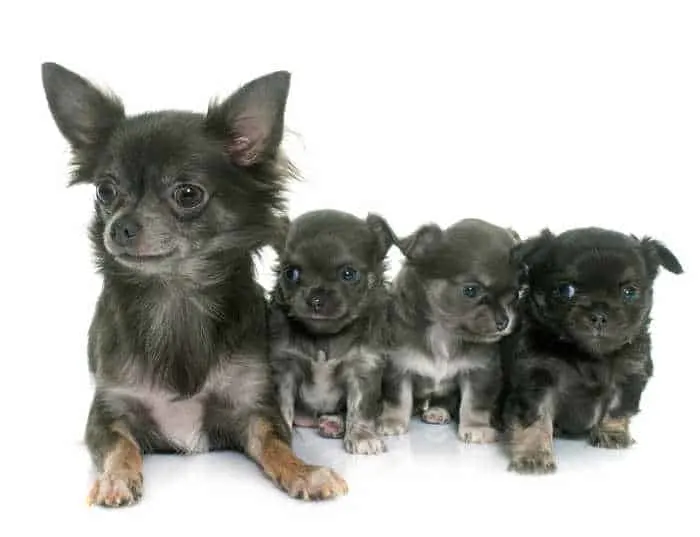 mother chihuahua with 3 puppies