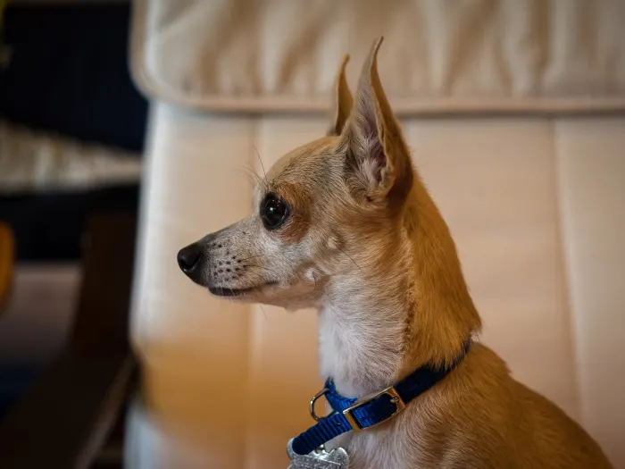 side view deer head fawn chihuahua 