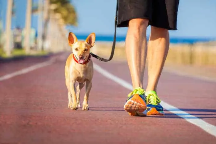 man in shorts on track walking chihuahua
