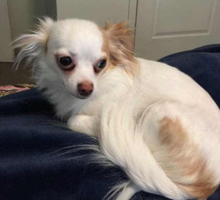 Long haired deer on sale chihuahua