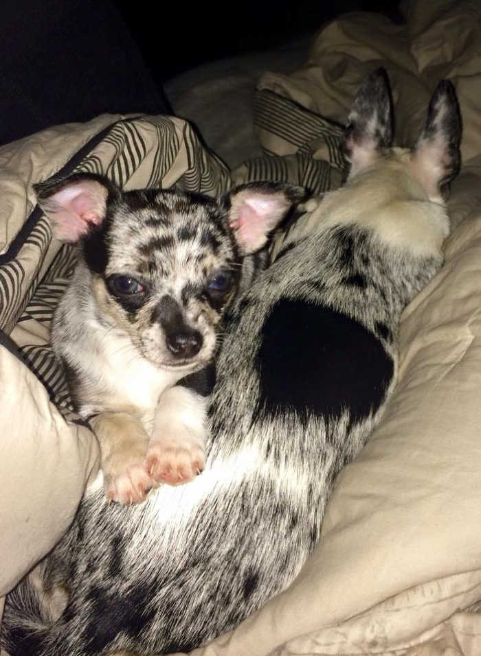 Merle hotsell chihuahua puppies