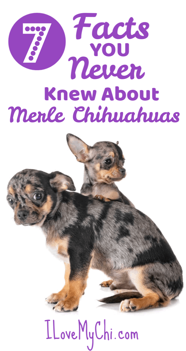 what is a merle chihuahua? 2