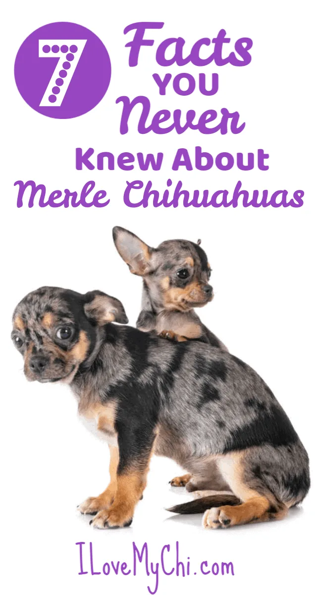 Merle chihuahua 2025 health problems