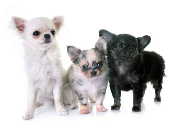 7 Facts You Never Knew About Merle Chihuahuas I Love My Chi