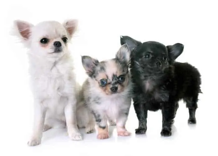 3 chihuahua puppies