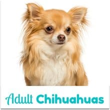 long haired fawn adult chihuahua