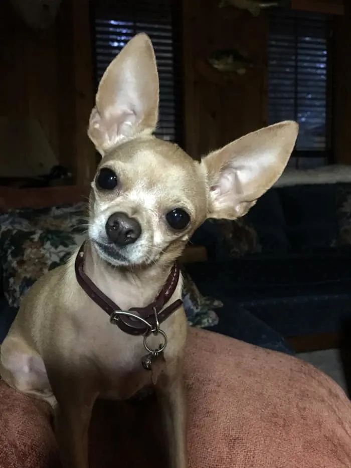 chihuahua tilting head