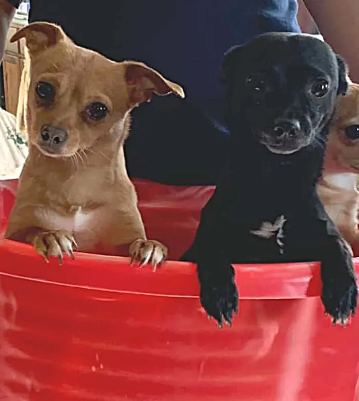 2 chihuahuas in a bucket