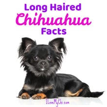 long haired chihuahua laying down