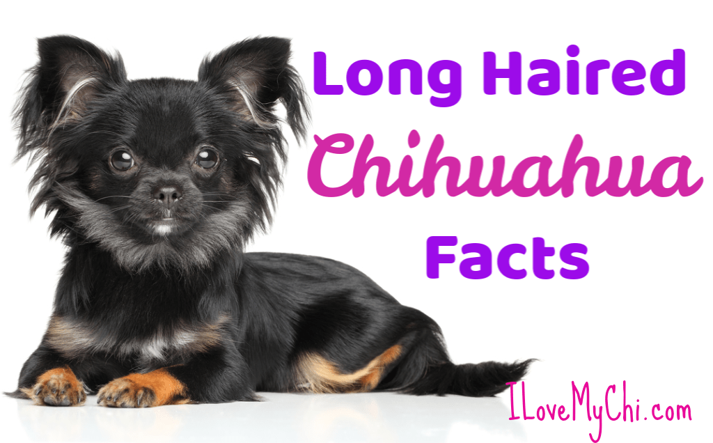 11 Important Facts About Long Haired Chihuahuas - I Love My Chi