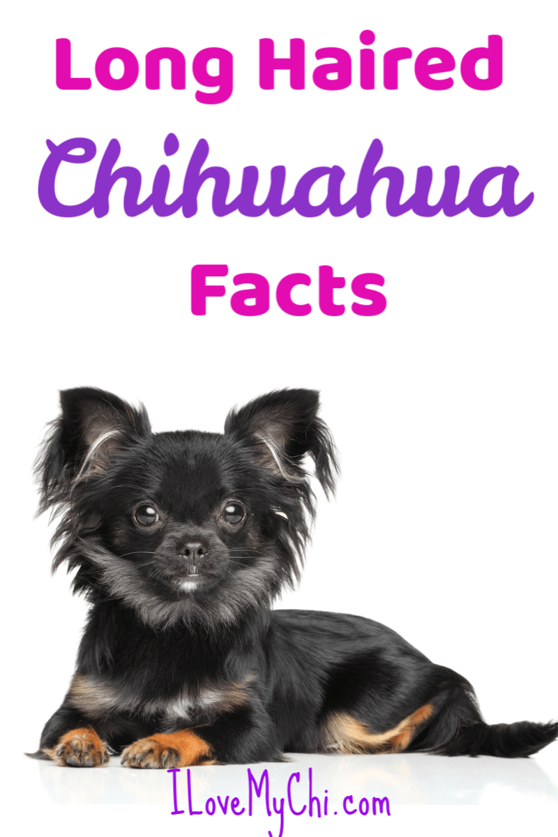 Long Haired Chihuahua Facts I Love My Chi