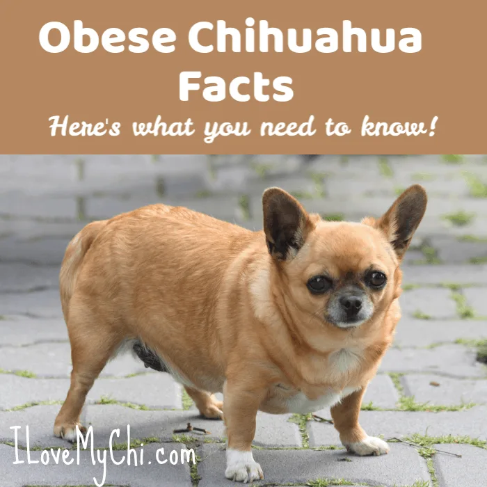 overweight fawn chihuahua dog
