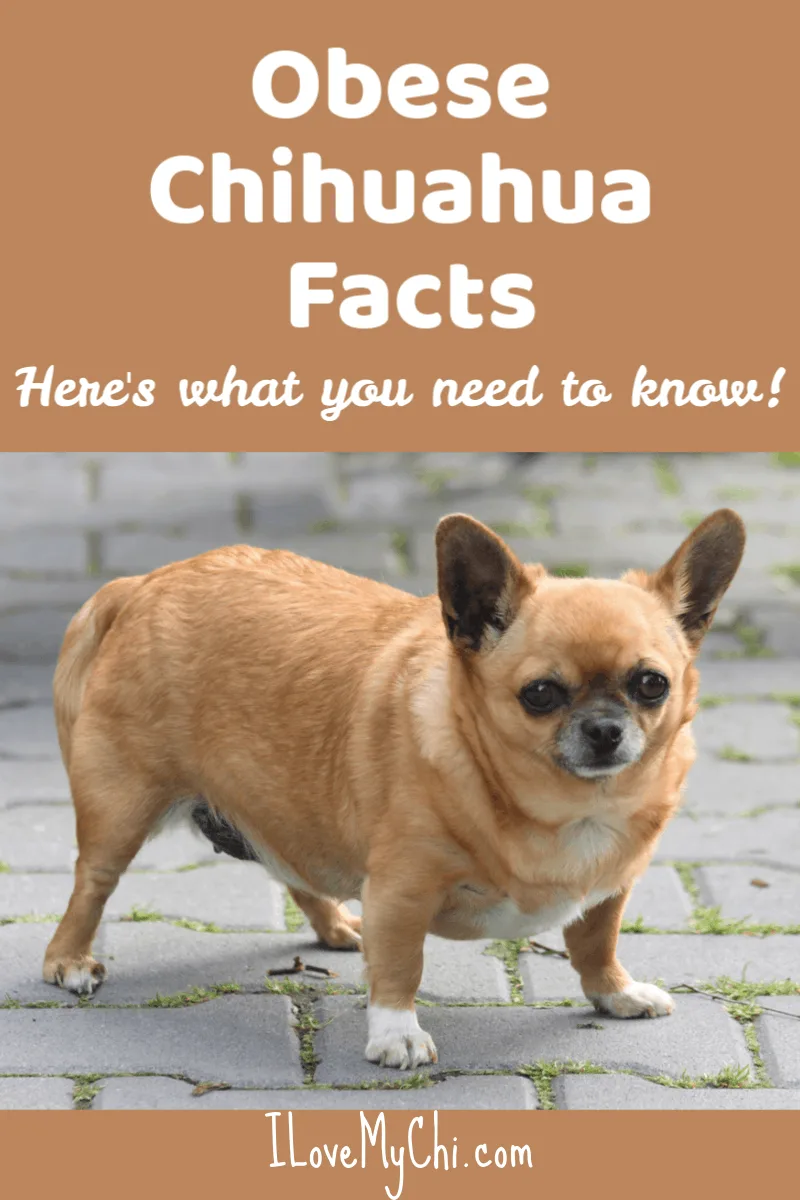 Obese Chihuahua Facts I Love My Chi