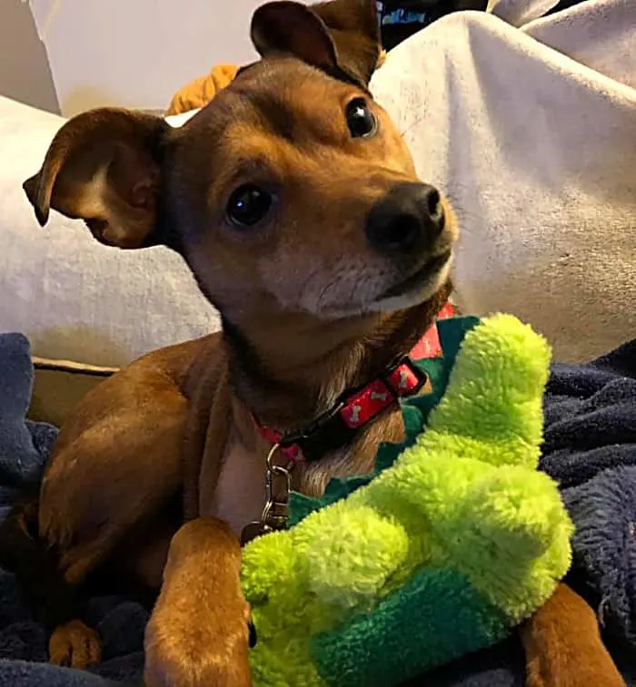 red chihuahua with toy