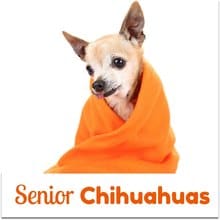 senior chihuahua dog wrapped in orange towel