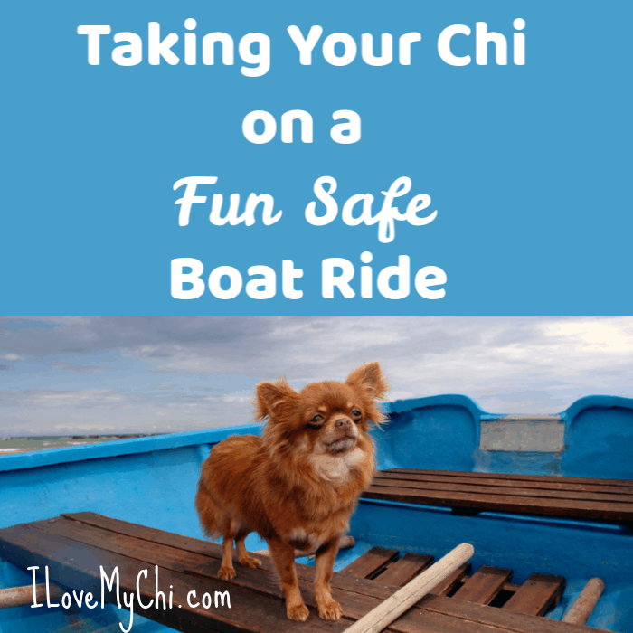 chihuahua in blue boat