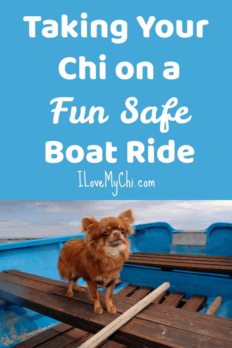 red long hair chihuahua in blue boat