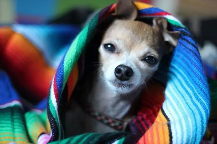 chihuahua under blanket