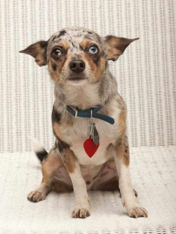 blue eyed merle chihuahua