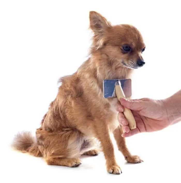 Brushing a long hair Chihuahua.