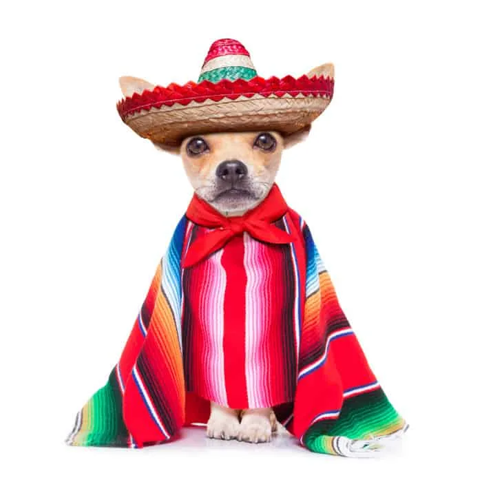 chihuahua wearing in Mexican clothes