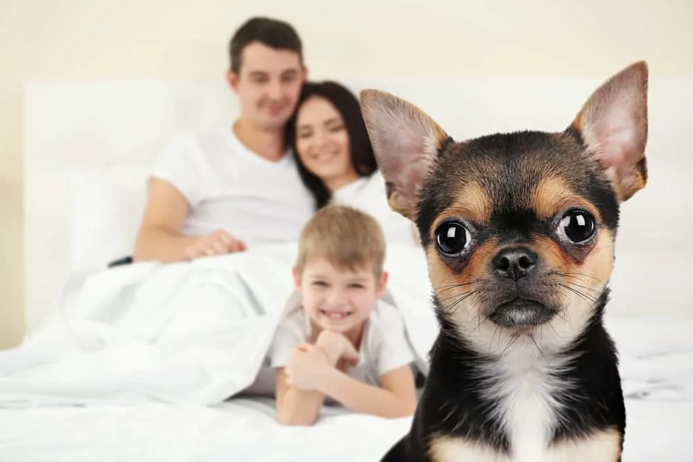 Family with chihuahua.