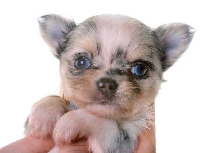 closeup merle pup with blue eyes