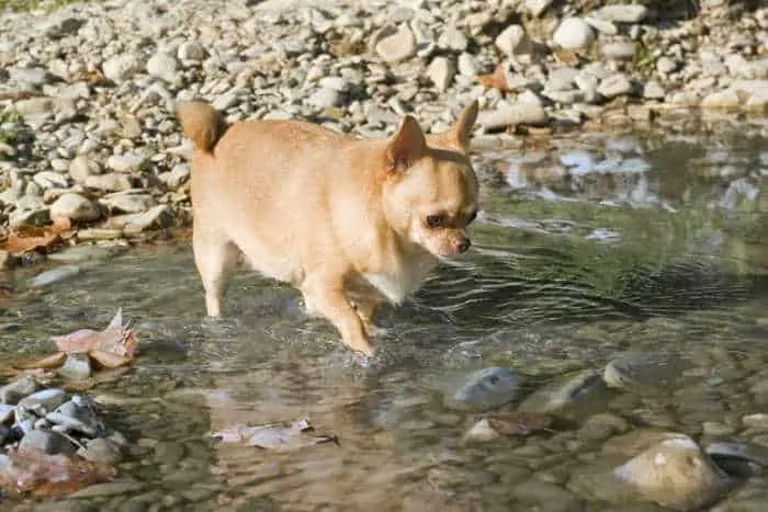 Fat long haired chihuahua sale