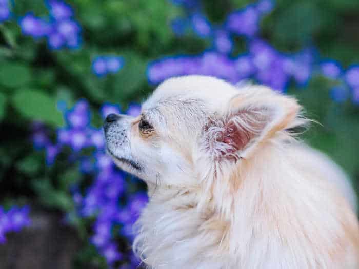 Blonde long haired store chihuahua