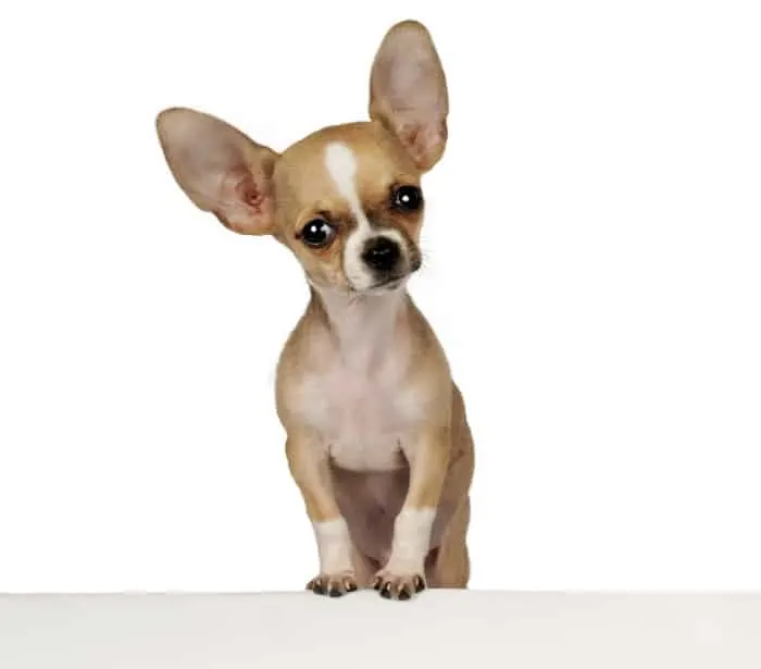 chihuahua with big ears