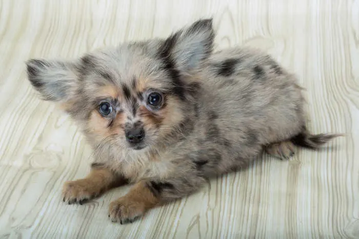 Long haired blue store chihuahua