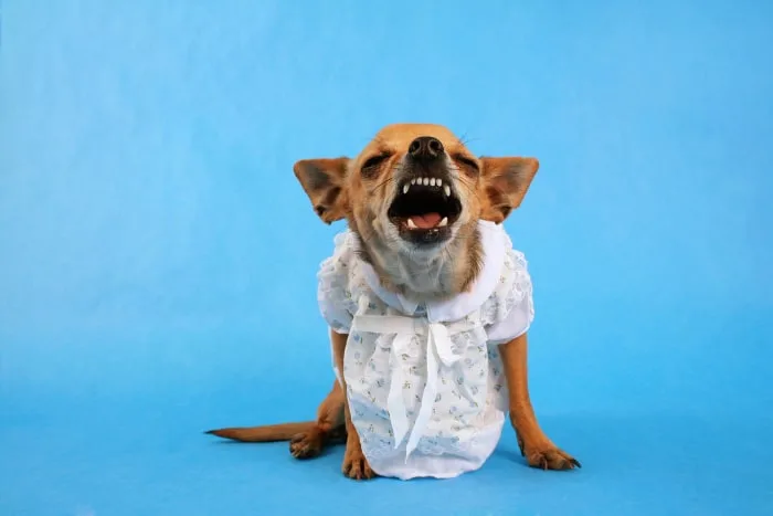 chihuahua wearing dress barking