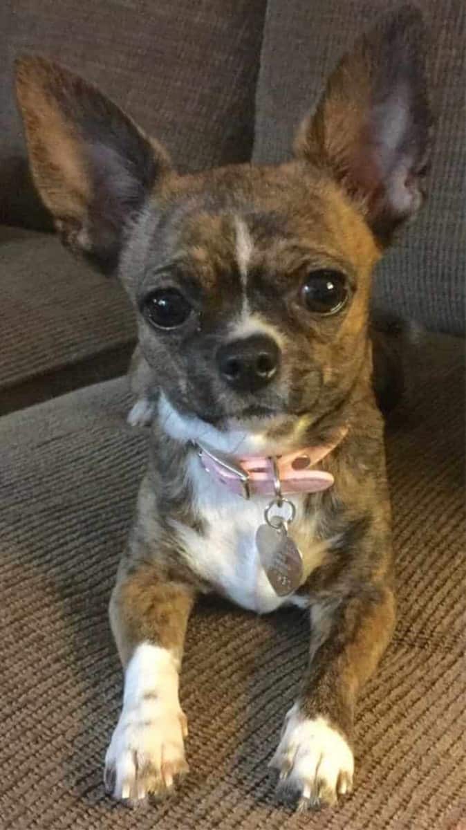 chocolate merle chihuahua